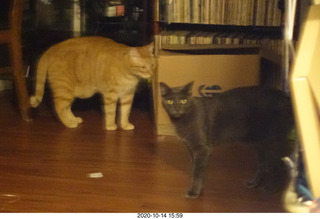 826 a0w. my cats Max and Devin or Jane