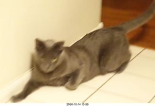 my cats Max, Devin, Jane