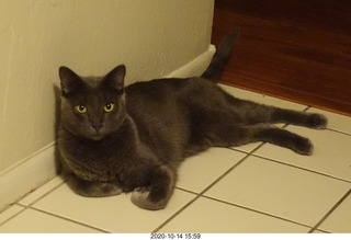 my cats Max, Devin, Jane