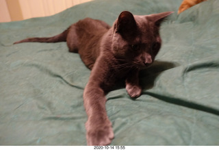 my cat Devin or Jane eating