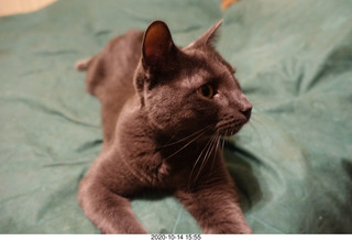 my cat Devin or Jane