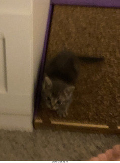 kitten Potato and scratching pad