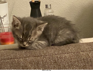 kitten Potato and scratching pad