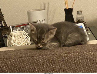 kitten Potato and scratching pad