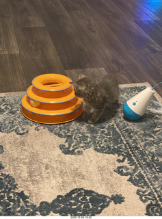 kitten Potato and scratching pad