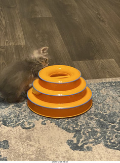 kitten Potato and his new toy