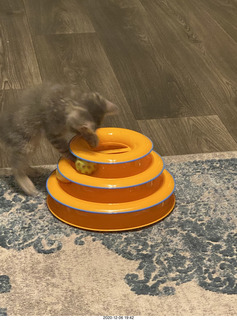 kitten Potato and his new toy