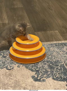 kitten Potato and scratching pad