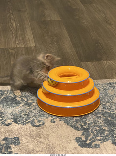 kitten Potato and scratching pad