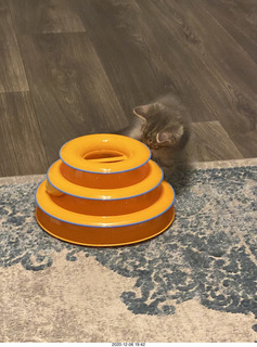 kitten Potato and his new toy