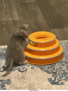 kitten Potato and his new toy