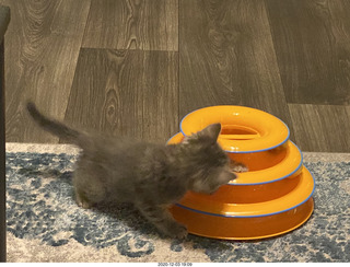 kitten Potato and his new toy