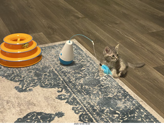 kitten Potato and his new toy