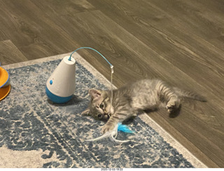 kitten Potato and his toy