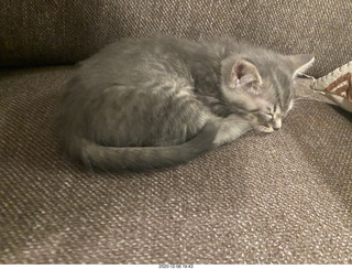 kitten Potato and his new toy