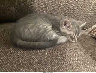 kitten Potato and his new toy
