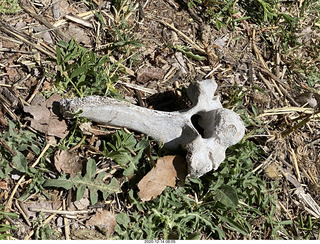 7 a0y. Argentina Eclipse Day - sort-of fossilized bone