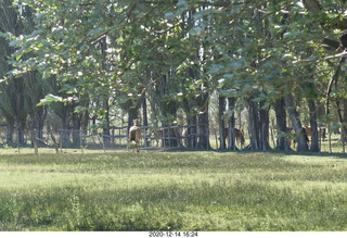 86 a0y. Argentina Eclipse Day - eclipse site horses