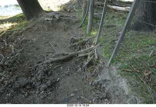 114 a0y. Argentina Eclipse Day - convoluted ground with tree roots