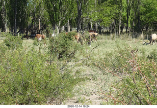 136 a0y. Argentina Eclipse Day - eclipse site run - horses