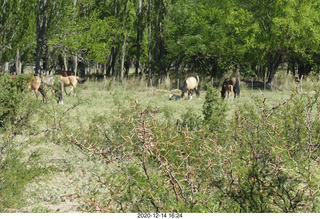 137 a0y. Argentina Eclipse Day - eclipse site run - horses