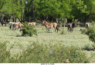139 a0y. Argentina Eclipse Day - eclipse site run - horses
