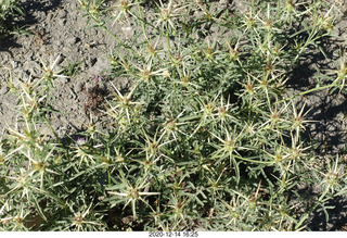141 a0y. Argentina Eclipse Day - eclipse site run - prickly, spikey plants