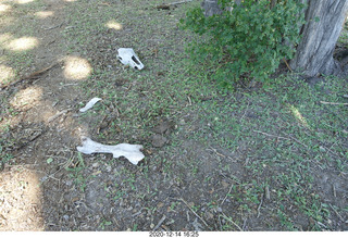 145 a0y. Argentina Eclipse Day - eclipse site run - bones