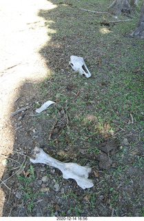 146 a0y. Argentina Eclipse Day - eclipse site run - bones