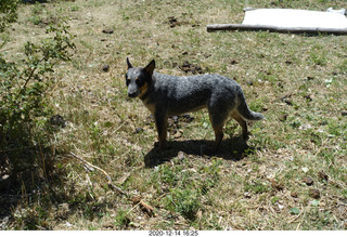 181 a0y. Argentina Eclipse Day - dog