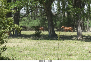 193 a0y. Argentina Eclipse Day - horses