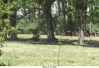 194 a0y. Argentina Eclipse Day - horses