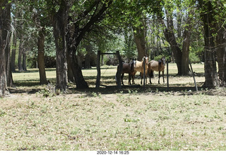 196 a0y. Argentina Eclipse Day - horses
