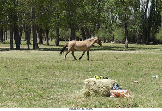 199 a0y. Argentina Eclipse Day - horses