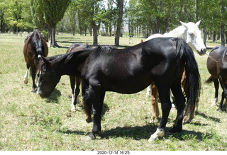 205 a0y. Argentina Eclipse Day - horses
