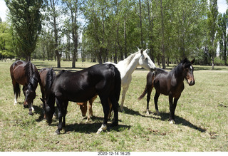 207 a0y. Argentina Eclipse Day - horses