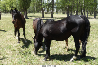 214 a0y. Argentina Eclipse Day - horses