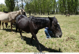 218 a0y. Argentina Eclipse Day - horses