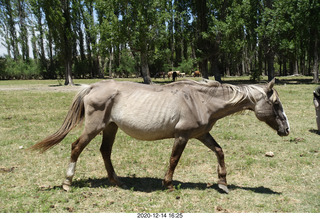 221 a0y. Argentina Eclipse Day - horses