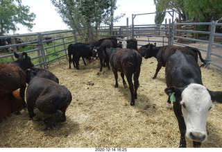 240 a0y. Argentina Eclipse Day - cows