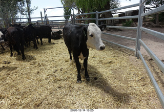 243 a0y. Argentina Eclipse Day - cows