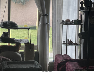 880 a11. my house - my cats Max, Devin, and Jane