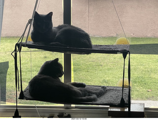 my house - my cats Max, Devin, and Jane