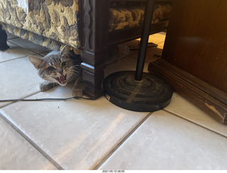 kitten Potato and his new toy