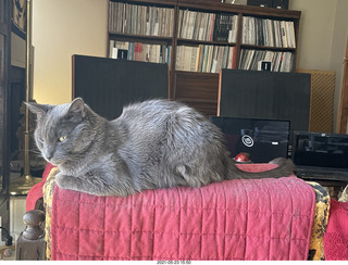 Coca-cola Tic-Tacs + my cat Devin