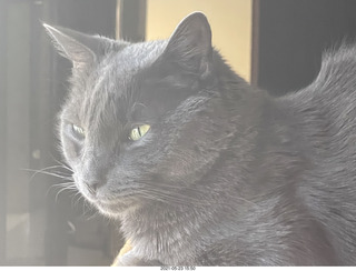 Coca-cola Tic-Tacs + my cat Devin