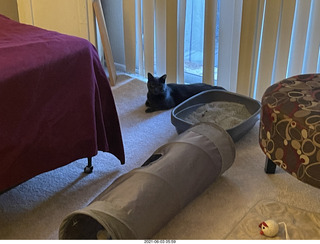 my cat Devin in cat Potato's room