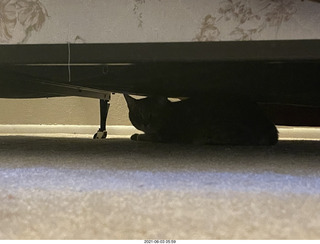 cat Potato hiding under the bed at Cat camp