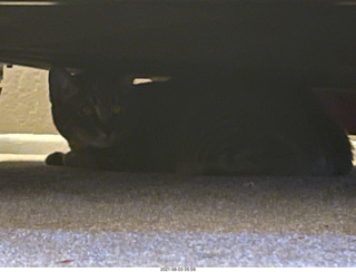 cat Potato hiding under the bed at Cat camp