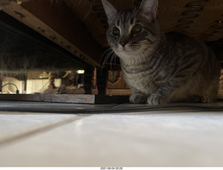 cat Potato hiding under chair at Cat Camp